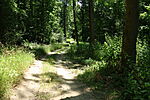 Sárga L