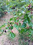IMG_20250611_191215_524
