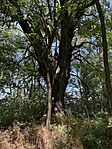 IMG_9409