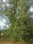 IMG_20250704_165748