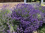 IMG_0891(1)