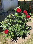 IMG_0905(1)