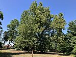 IMG_0925(1)