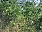 IMG_0969