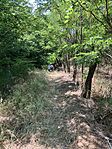 IMG_0970(1)