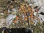 IMG_1190(1)
