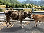 IMG_1198(1)