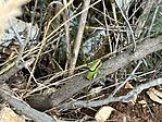 IMG_1149(1)