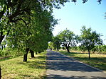 Szőlőskert