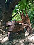 IMG_20250723_153626.jpg