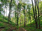 IMG_20250728_164517.jpg