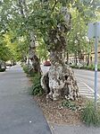 IMG_7582