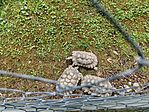 IMG_20250726_110138