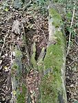 IMG_20250712_154850922_MFNR