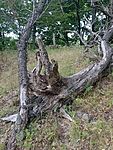 IMG_20250712_165622572_MFNR