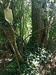 IMG_20250715_151512979_MFNR