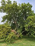 IMG_20250716_101609