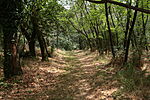 Árnyas