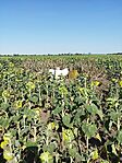 IMG_20250725_160556