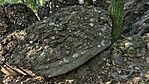 IMG_20250731_071146