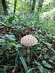 IMG_20250810_124059