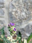 IMG_20250815_081601