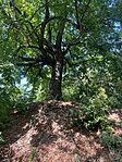 IMG_4805