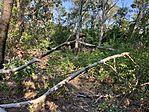 IMG_2357(1)