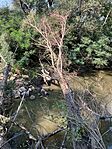 IMG_2366(1)