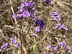 Sziki sóvirág (Limonium gmelinii )