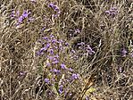 Sziki sóvirág (Limonium gmelinii )