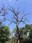 IMG_2429(1)