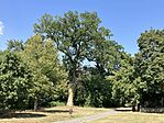 IMG_2439(1)