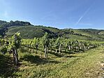 IMG_1515