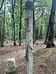 IMG_7918