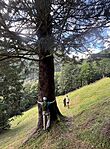 2025 07 26 Češnjevec kilátóponttól jövet Bojta a treehugger 2 GC8JVF6