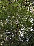 IMG_0618