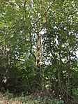 IMG_0620