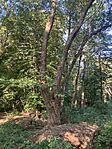 IMG_0496