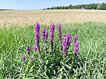 IMG_20250814_122034