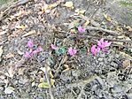 IMG_20250820_104420