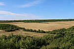 mező