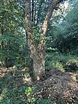 IMG_2431