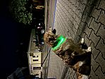 IMG_0698