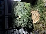 IMG_0700