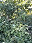 IMG_0895