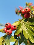IMG_20250906_181321