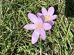 IMG_2956(1)