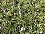 IMG_2957(1)