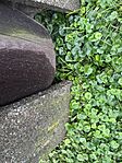 IMG_2497